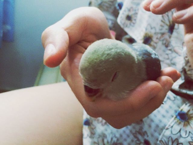 虎皮鹦鹉多少天能够拿出来手养,手养虎皮鹦鹉雏鸟训练教程视频