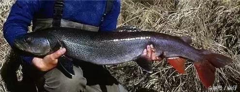 七十二杂鱼名称,三花五罗七十二杂鱼是指东北鱼吗