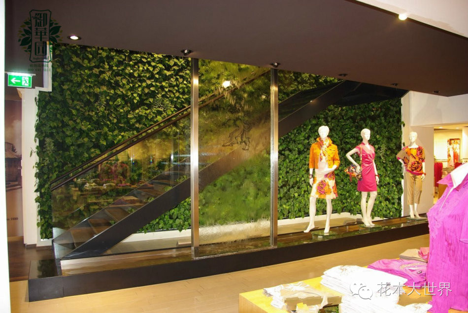 植物屏风,客厅屏风摆什么植物好