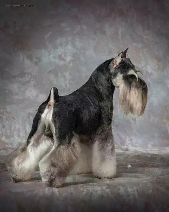 怎样挑选一只好的雪纳瑞犬,如何挑选一只合适家养的雪纳瑞