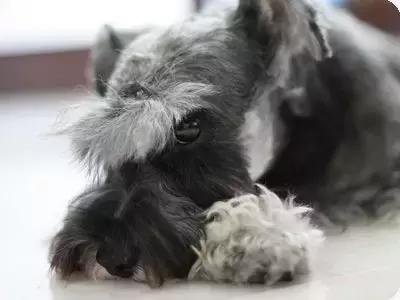 怎样挑选一只好的雪纳瑞犬,如何挑选一只合适家养的雪纳瑞