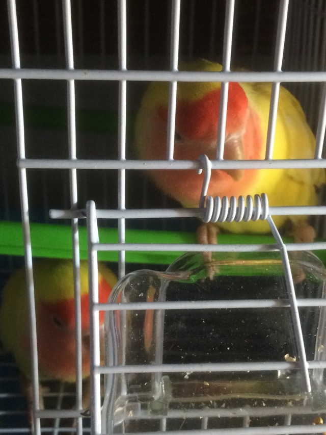 虎皮鹦鹉多少天能够拿出来手养,手养虎皮鹦鹉雏鸟训练教程视频