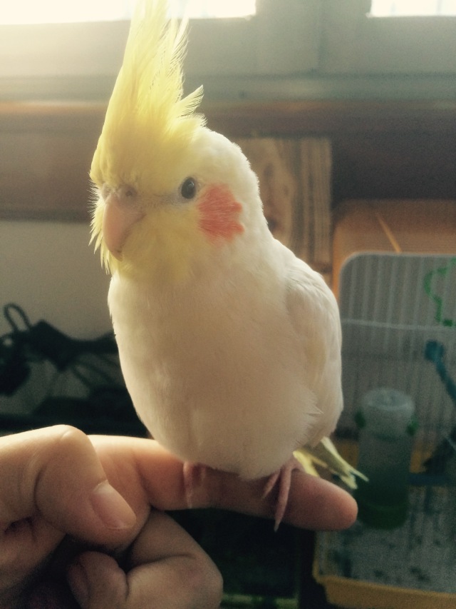 虎皮鹦鹉多少天能够拿出来手养,手养虎皮鹦鹉雏鸟训练教程视频