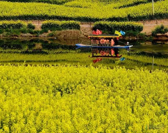 阿里山的姑娘邓禹平,阿里山的姑娘邓禹平结婚了吗