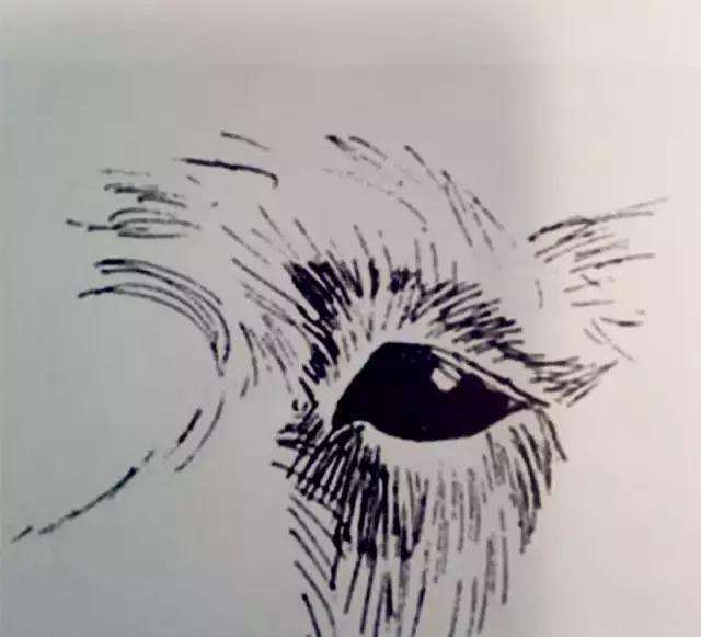 怎样挑选一只好的雪纳瑞犬,如何挑选一只合适家养的雪纳瑞