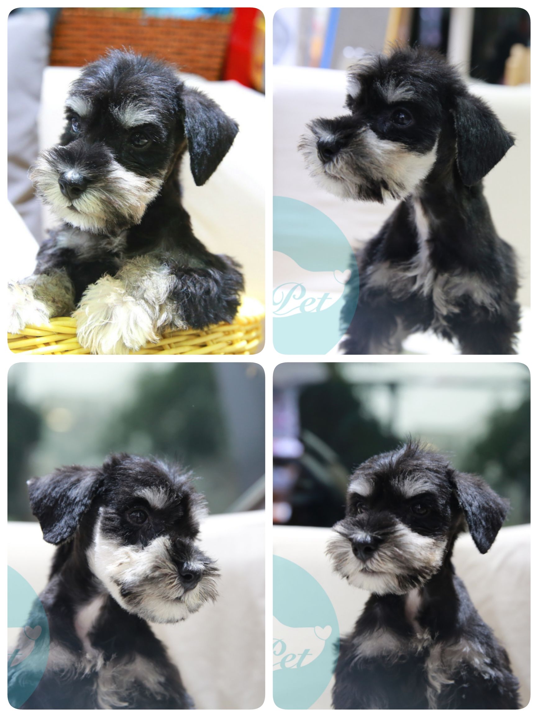 怎样挑选一只好的雪纳瑞犬,如何挑选一只合适家养的雪纳瑞