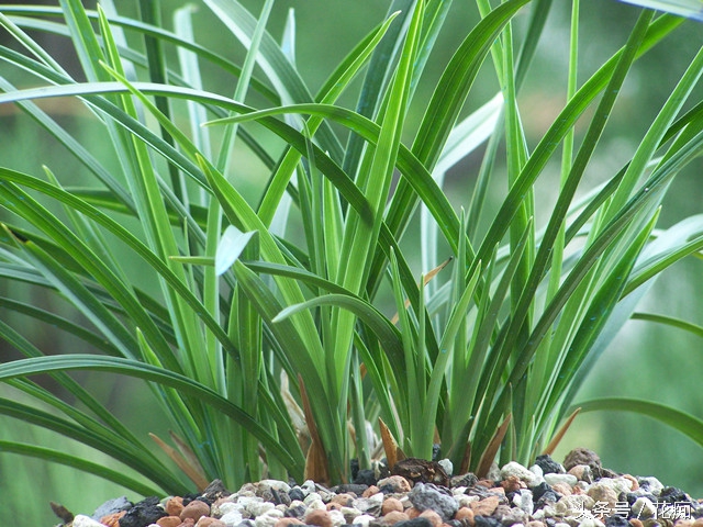 如何才能真正的养好兰花,如何养好一盆兰花