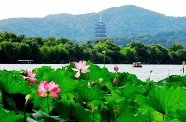 西湖边能够临湖的茶馆推荐,西湖最好茶楼排名