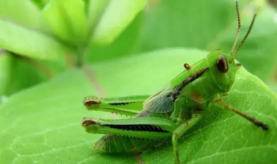 海竿水怪能够钓草鱼吗,海竿串钩挂什么钓草鱼