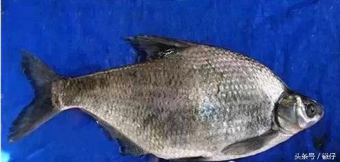 七十二杂鱼名称,三花五罗七十二杂鱼是指东北鱼吗