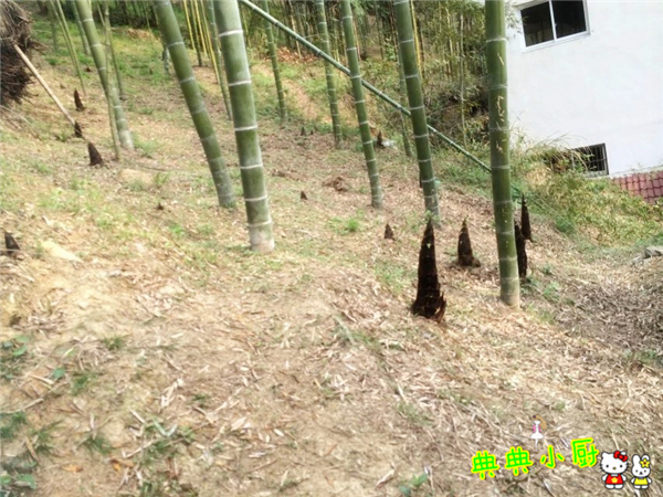 竹笋和什么肉最好吃,竹笋和莴笋烧肉怎么做好吃