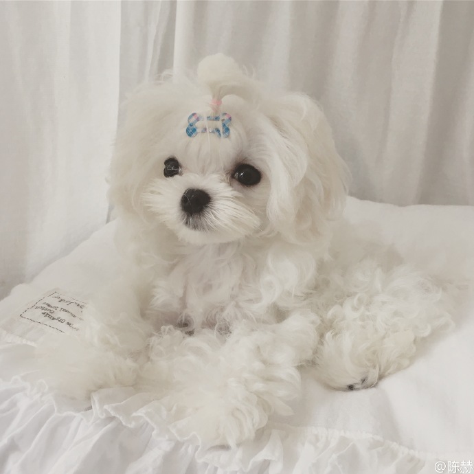 陈赫的狗有多可怕,陈赫奔跑吧被吐槽颜值