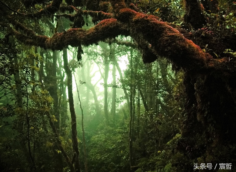 一口气看完盗墓那些事,绝对真实的盗墓事件全集