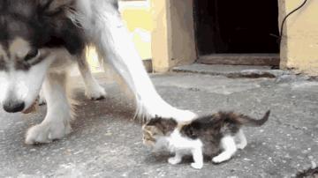 狗狗搞笑图gif,搞笑gif看狗狗的小眼神太委屈了