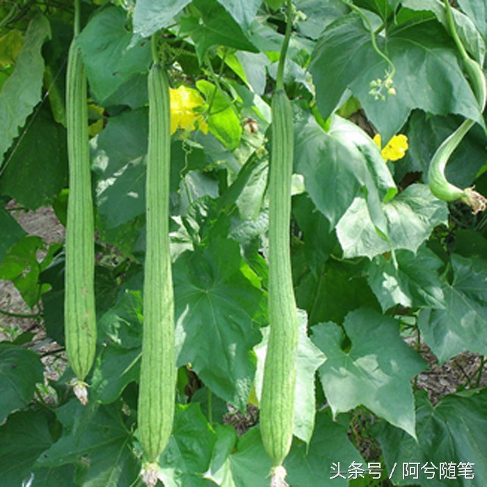 农村人最爱种植的20种“瓜”，你认识几个？|阿兮随笔