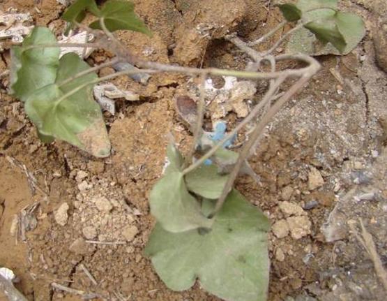 男人外出打工留守妇女真实现状,丈夫外出打工揭露留守女人的悲哀