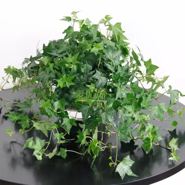 超实用水培植物怎么养,最合适懒人养的4种水培植物