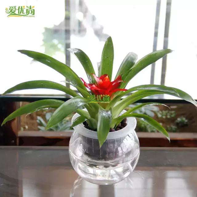 超实用水培植物怎么养,最合适懒人养的4种水培植物