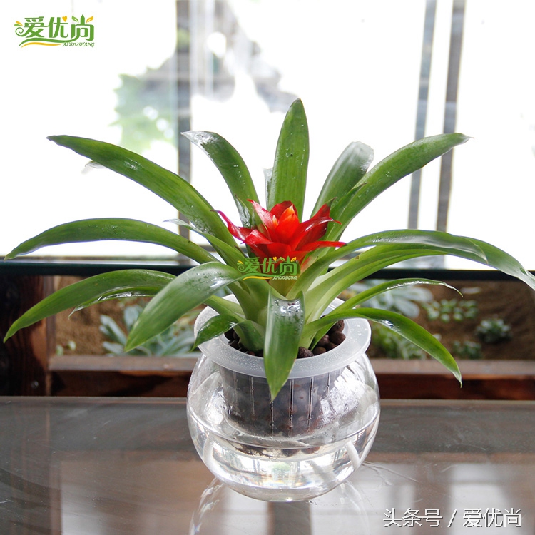 超实用水培植物怎么养,最合适懒人养的4种水培植物