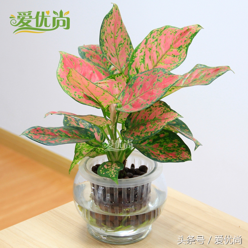 超实用水培植物怎么养,最合适懒人养的4种水培植物