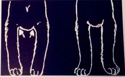 怎样挑选一只好的雪纳瑞犬,如何挑选一只合适家养的雪纳瑞