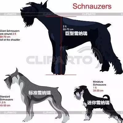 怎样挑选一只好的雪纳瑞犬,如何挑选一只合适家养的雪纳瑞