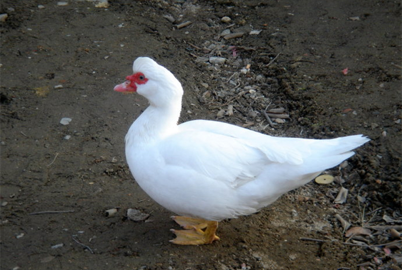 什么品种的番鸭好吃,正宗白番鸭