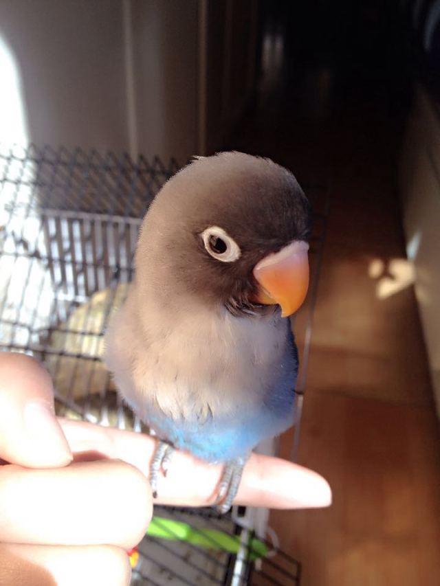 虎皮鹦鹉多少天能够拿出来手养,手养虎皮鹦鹉雏鸟训练教程视频