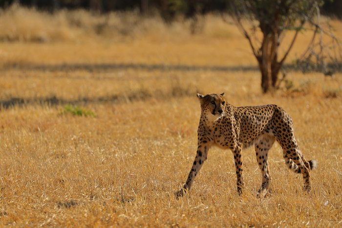 猎豹奔跑壮观,猎豹狂奔