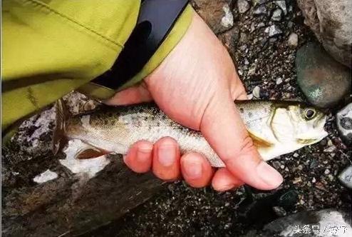 七十二杂鱼名称,三花五罗七十二杂鱼是指东北鱼吗