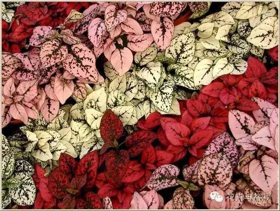 叶子斑斓的植物有哪些,叶子紫色有斑点植物