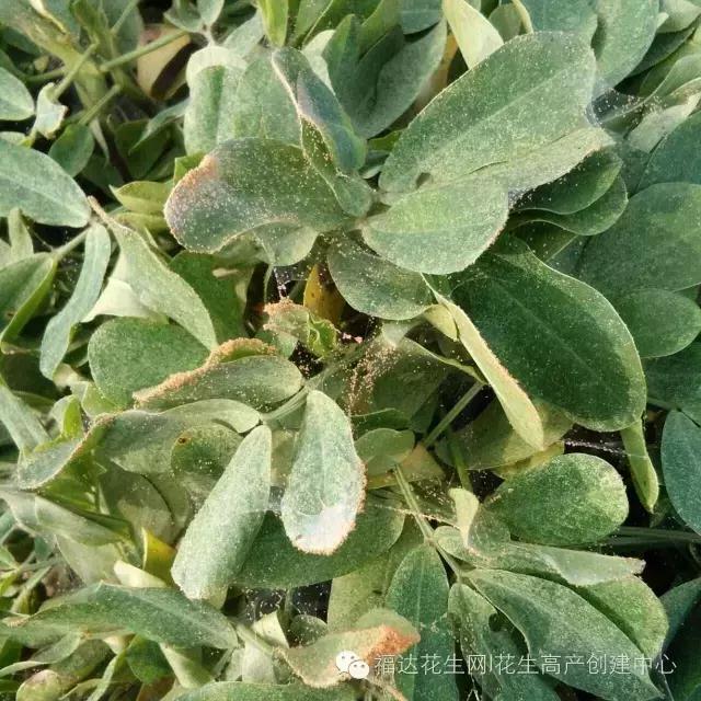 花生红蜘蛛病的治疗方法,春花生红蜘蛛最佳治疗方法