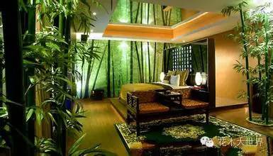 植物屏风,客厅屏风摆什么植物好