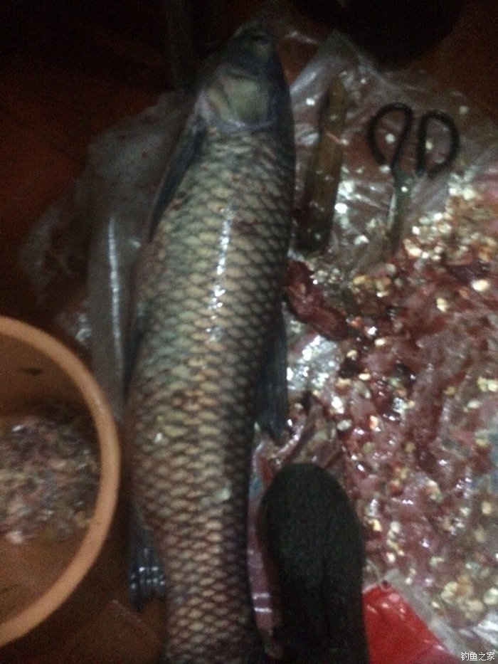 老鬼鳊鱼饵料配方,老鬼钓鳊鱼饵料