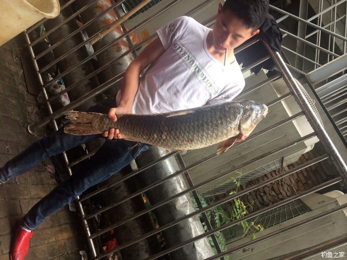 老鬼鳊鱼饵料配方,老鬼钓鳊鱼饵料