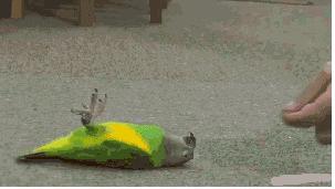 这算不算最萌身高差？