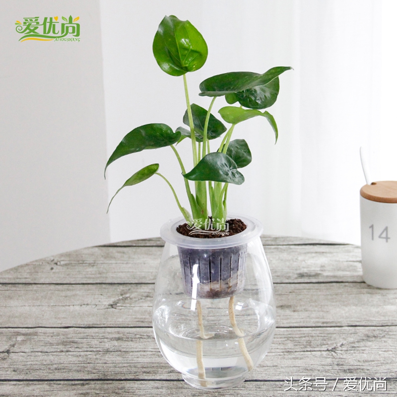 超实用水培植物怎么养,最合适懒人养的4种水培植物