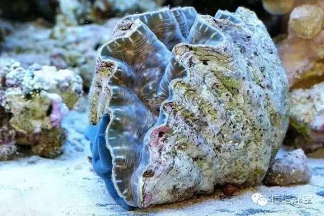 砗磲的功效和意义是什么,砗磲是什么材质有什么功效