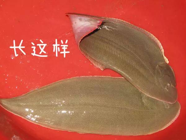 别买错了这9种鱼最合适宝宝吃,什么鱼合适宝宝吃没有刺