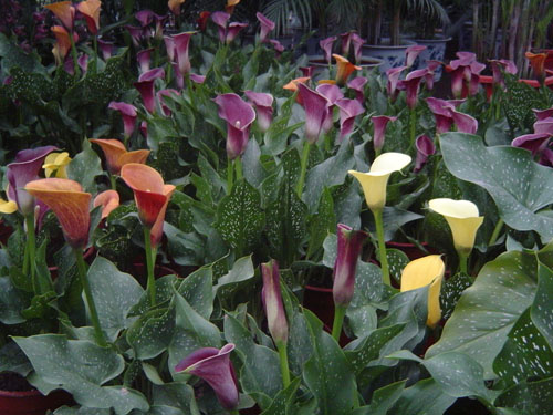 每日一花：马蹄莲总理喜爱的花儿