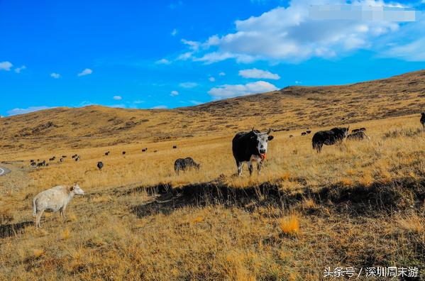 阿坝州川西北大草原,川西北若尔盖地区