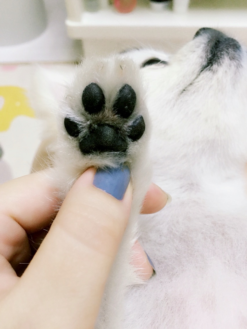 体贴的麻麻~狗狗爪爪大保健，还我嫩嫩的纤纤玉足