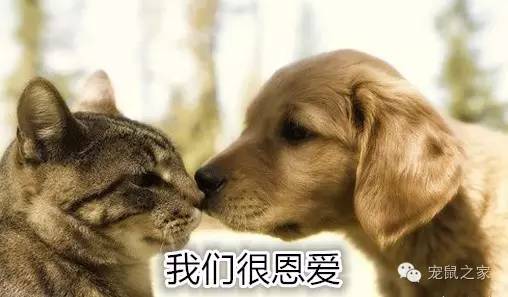 合适学生养的1元宠物,双鱼座合适养什么宠物