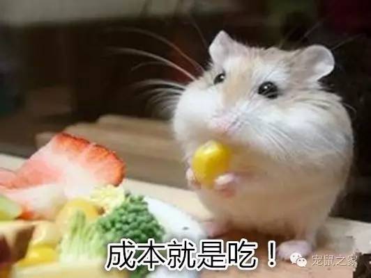 合适学生养的1元宠物,双鱼座合适养什么宠物