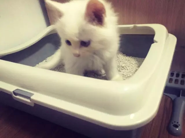 买猫砂最好买什么猫砂,猫砂最好选哪种猫砂