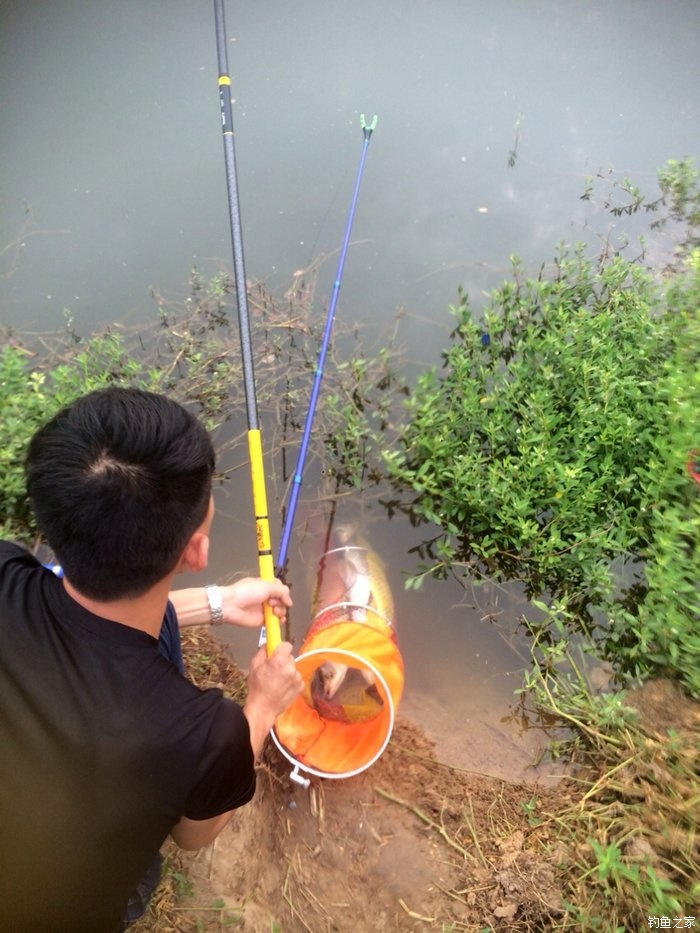老鬼鳊鱼饵料配方,老鬼钓鳊鱼饵料