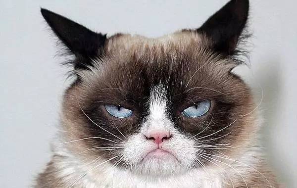 买猫砂最好买什么猫砂,猫砂最好选哪种猫砂