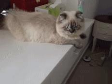 狗狗搞笑图gif,搞笑gif看狗狗的小眼神太委屈了