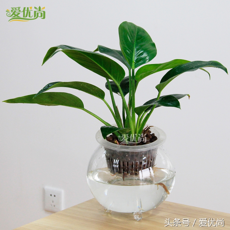 超实用水培植物怎么养,最合适懒人养的4种水培植物