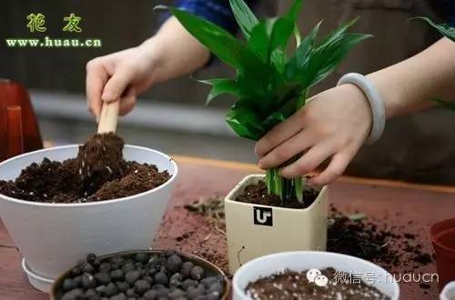 买来的花怎样移栽才能保证成活,新买的花移栽多久能看出成活